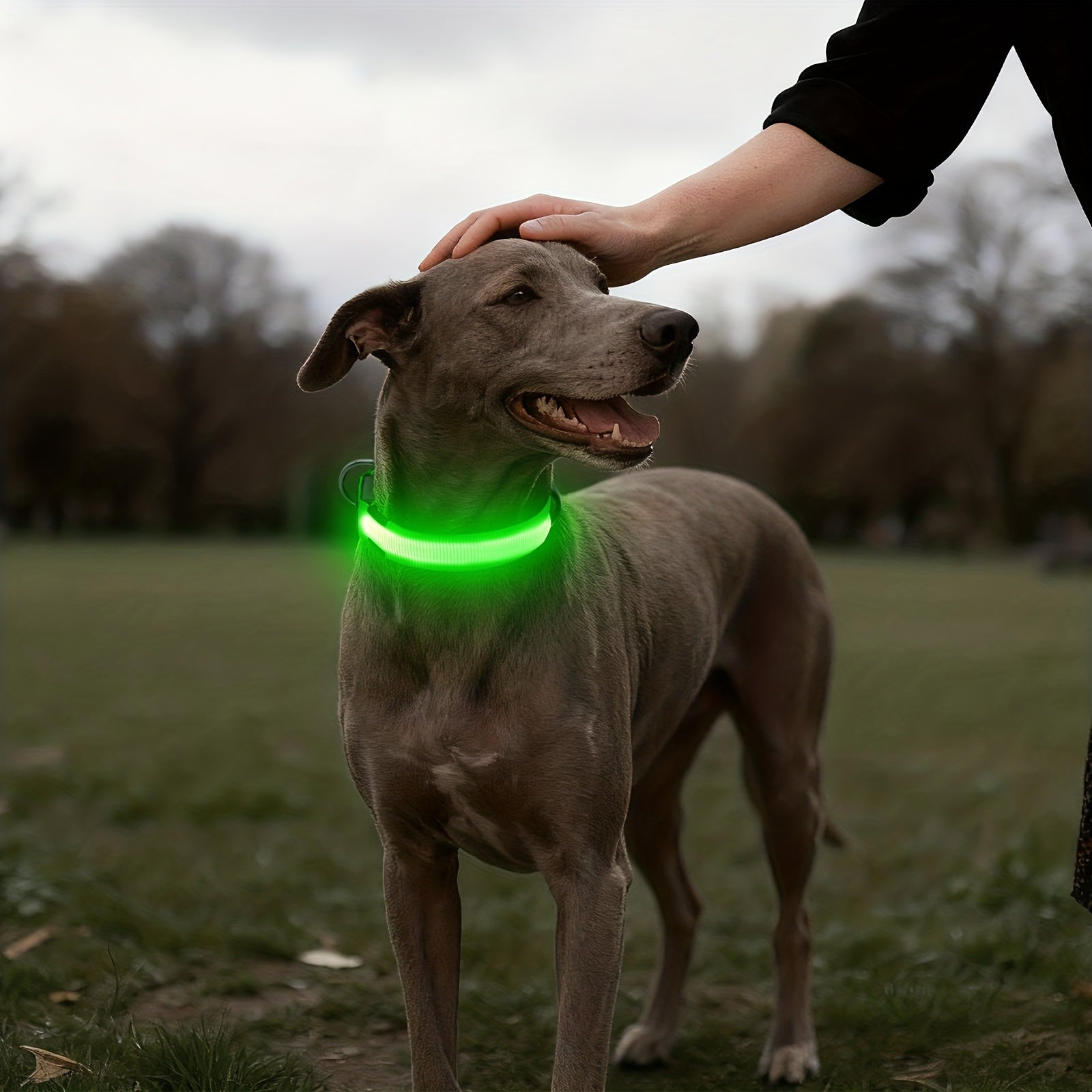 Light-Up Dog Collar, Rechargeable USB Collar for Small/Medium/Large Dogs